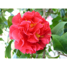 Camellia Japonica, Kramer's Supreme
