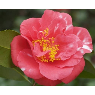 Camellia Japonica, Laura Walker