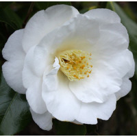 Camellia Japonica, Lovelight