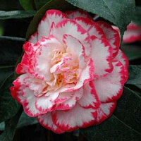Camellia Japonica, Margaret Davis