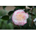 Camellia Japonica, Margaret Davis