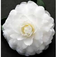 Camellia Japonica, Margarete Hertrich