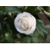 Camellia Japonica, Margarete Hertrich