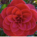 Camellia Japonica, Red Red Rose