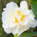 Camellia Japonica, Silver Anniversary
