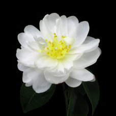 Camellia Sasanqua, Asakura