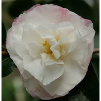 Camellia Sasanqua, Beatrice Emily