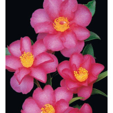 Camellia Sasanqua, Hiryu