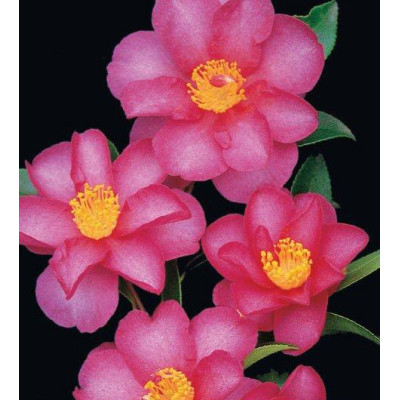 Camellia Sasanqua, Hiryu