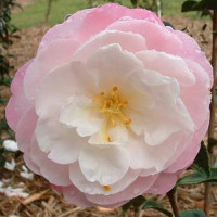 Camellia Sasanqua, Little Pearl