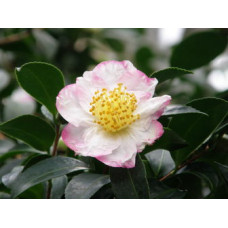 Camellia Sasanqua, Narumigata