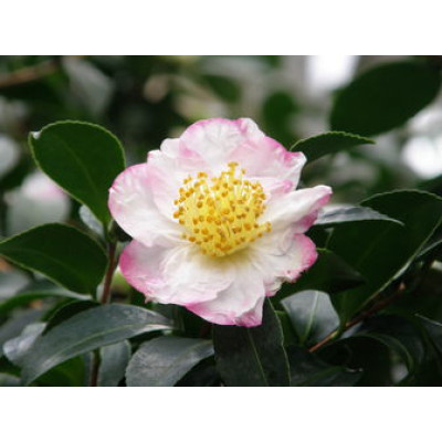 Camellia Sasanqua, Narumigata