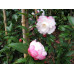 Camellia Sasanqua, Paradise Blush