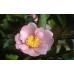Camellia Sasanqua, Plantation Pink