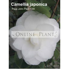 Camellia Japonica, Pope John XXIII