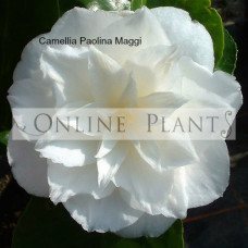 Camellia Japonica, Paolina Maggi