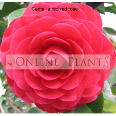 Camellia Japonica, Red Red Rose