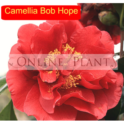 Camellia Japonica, Bob Hope