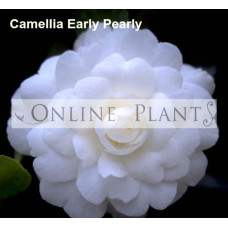 Camellia Sasanqua, Early Pearly
