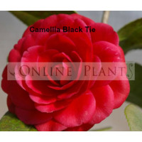 Camellia Japonica, Black Tie