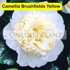 Camellia Japonica, Brushfield's Yellow