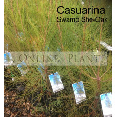 Casuarina  Swamp She-Oak