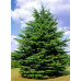 Cedrus Libani, Lebanese Cedar Tree