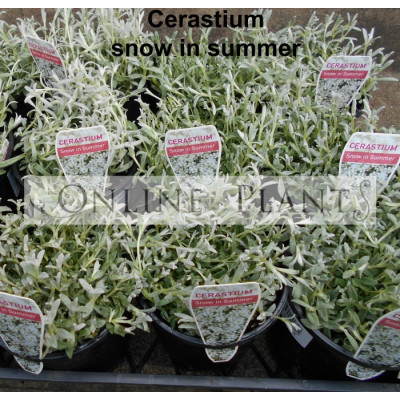 Cerastium tomentosum Snow in Summer