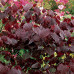 Cercis canadensis, Forest Pansy