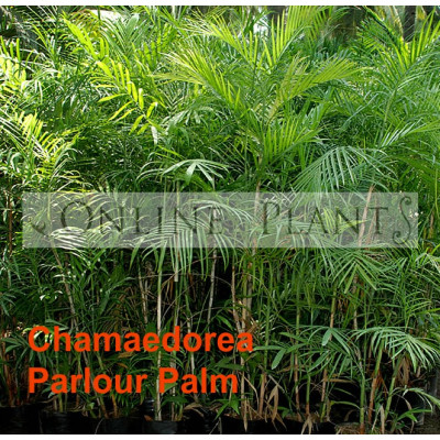 Chamaedorea Elegans Parlour Palm