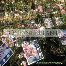 Chamelaucium Revelation Geraldton Wax Plant