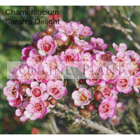 Chamelaucium Sarah's Delight