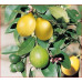 Citrus Tree Meyer Lemon