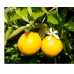 Citrus tree Lemon Eureka