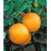 Citrus tree Orange Washinton Navel