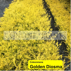 Coleonema pulchrum aurea Golden Diosma