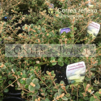 Correa Reflexa Nummularifolia