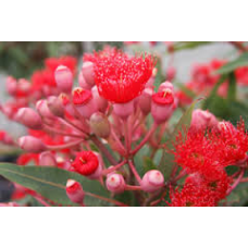 Corymbia Ficifolia Baby Scarlet