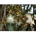 Corymbia Maculata, Spotted Gum