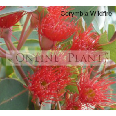 Corymbia Wildfire