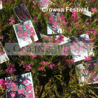 Crowea Festival