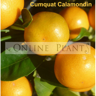 Citrus tree Cumquat Calamondin