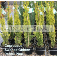 Cupressus Swanes Golden Pencil Pine