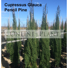Cupressus Sempervirens Glauca Pencil Pine