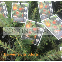 Darwinia Citriodora