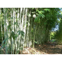Dendrocalamus Minor var. Amoenus, Ghost Bamboo