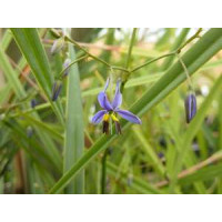 Dianella Revoluta flax lily