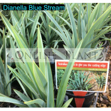 Dianella Blue Stream