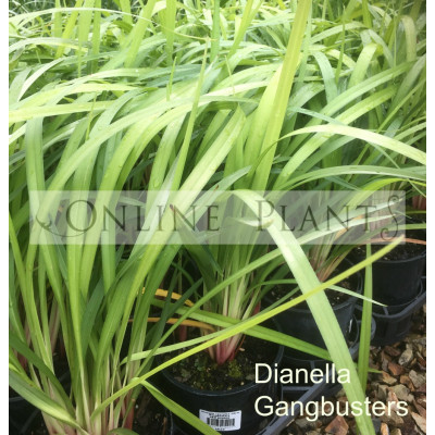 Dianella Gangbusters