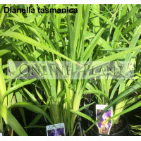 Dianella Tasman flax lily